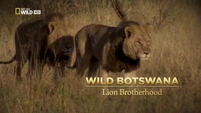 National Geographic - Wild: Botswana Lion Brotherhood (2014) HDTV x264 - CBFM