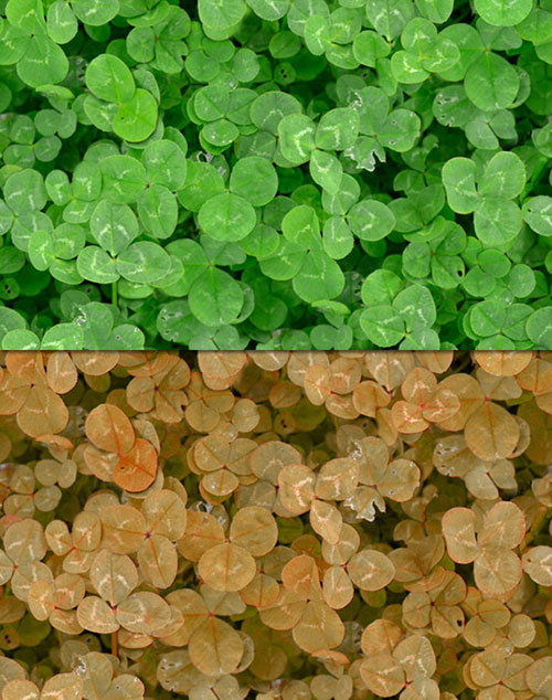 Clover Texture with 2 Color Options
