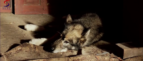 Wolf Town 2011 Hindi Dubbed HDRip 480p 300mb Wolf Town 2011 Hindi Dubbed HDRip 480p 300mb